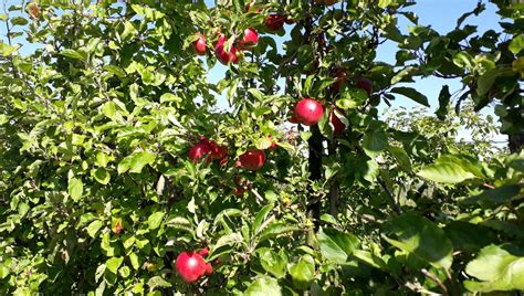 Olive Sheller à Vron