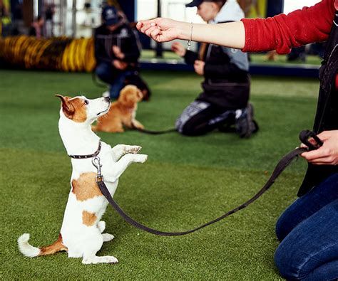 On Kew Dog Training & Behaviour Limited