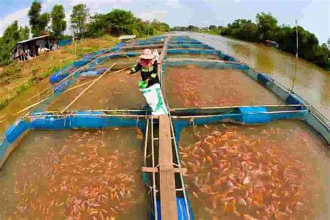 Onyx Aqua Farm | Fish Farm | Fish Feed | Organic Fish Farming in Kerala