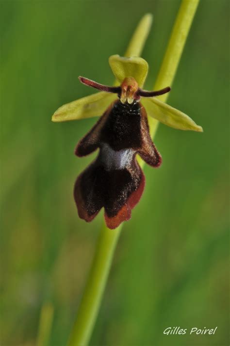 Ophrys Turin