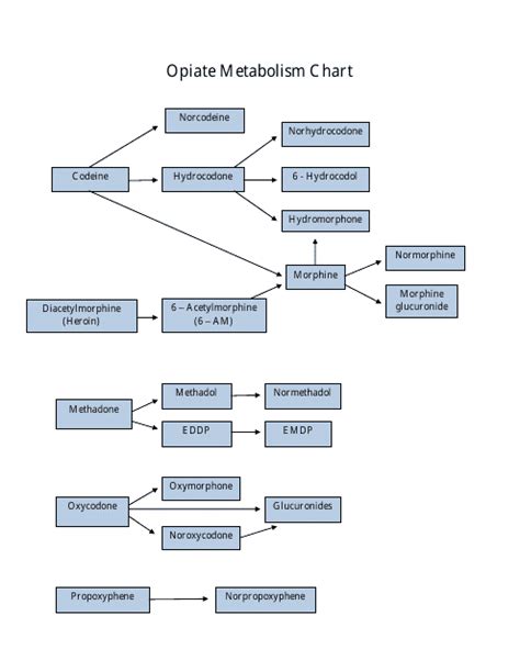 Opiate Metabolism Chart
