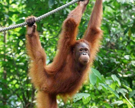 Orangutan