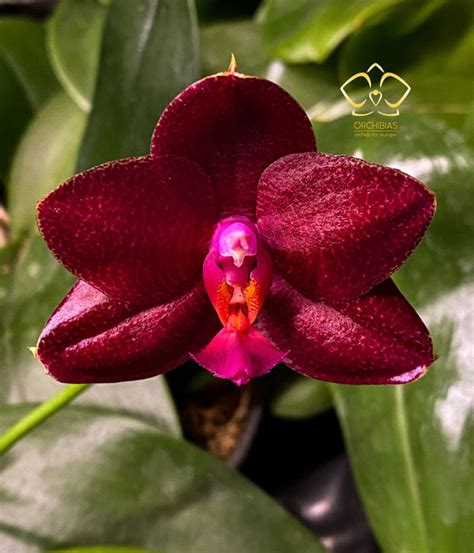 Orchibias - Orchids for Europe