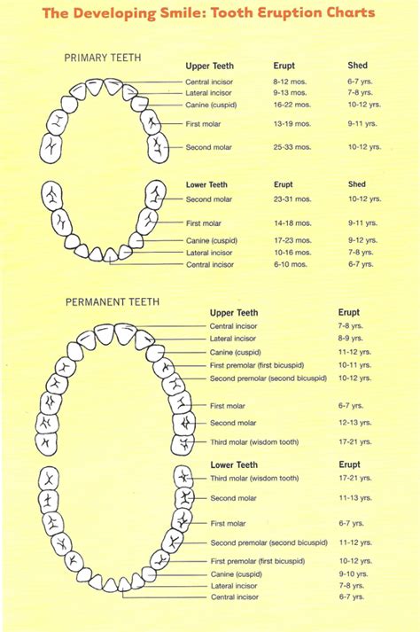 Ortho Tooth Chart