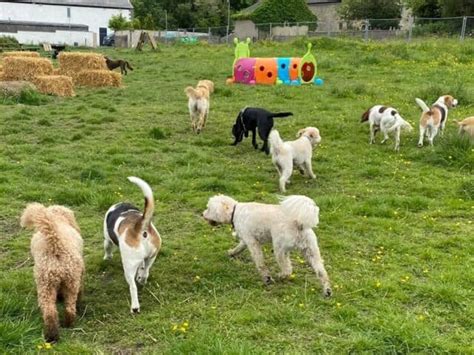 Oswaldtwistle Dog Park & Doggy Daycare