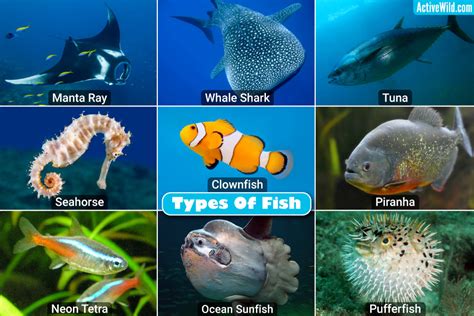 Other fish species count