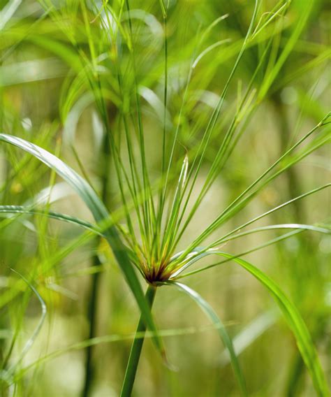 PAPYRUS FLEURS à Vif