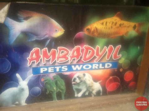 PN pets world