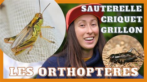 POINT.P - Grillon à Grillon