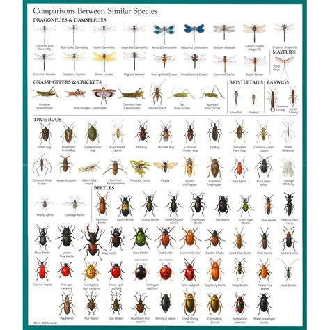 Pa Insect Identification Chart