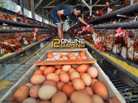 Panduan Meningkatkan Produksi Telur Ayam Kate