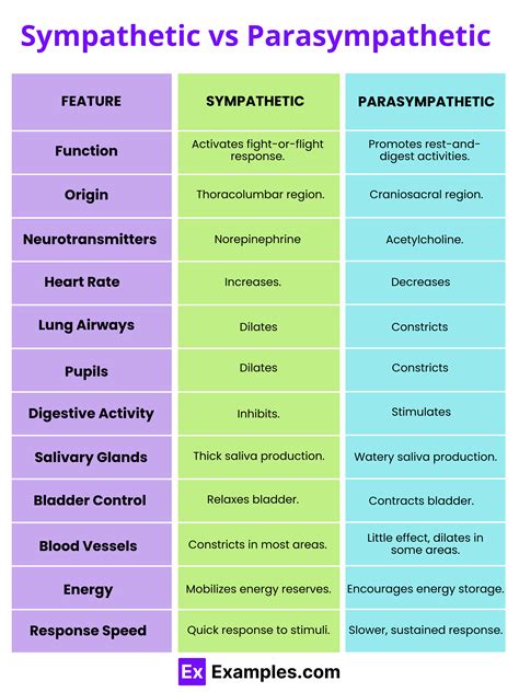 Parasympathetic Vs Sympathetic Chart