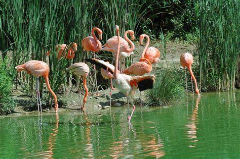 Parc des oiseaux à Colombes