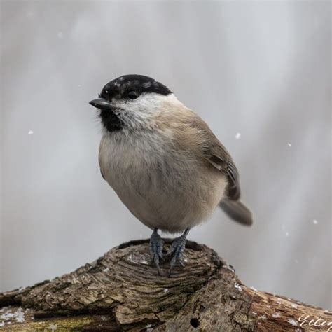 Paridae à Pouilly-sous-Charlieu