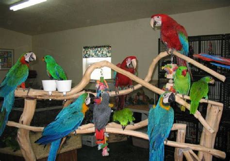 Parrot Breeder UK