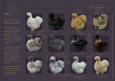 Partridge Silkie Breeding Chart