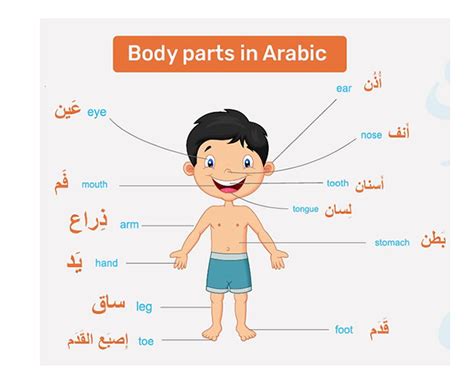 Parts of the Body in Arabic