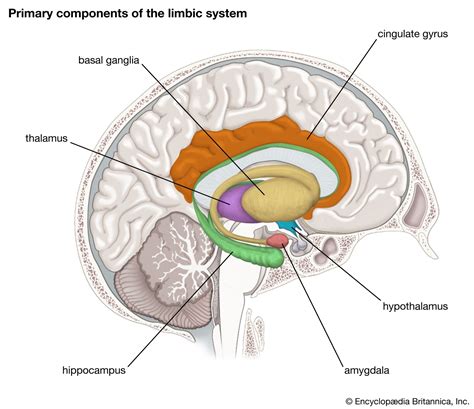 Parts Brain