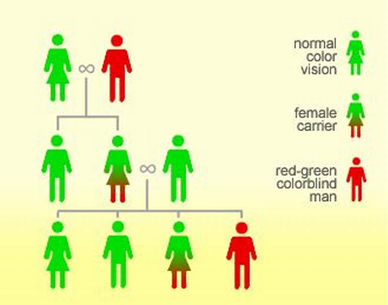 Pattern Of Inheritance For Color Blindness