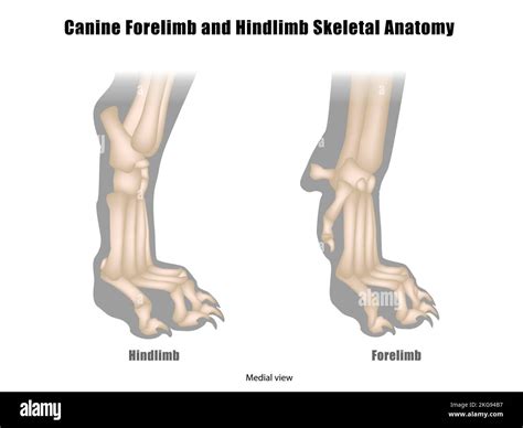 Paws, Bones & Rock'n'roll (2015) film online, Paws, Bones & Rock'n'roll (2015) eesti film, Paws, Bones & Rock'n'roll (2015) full movie, Paws, Bones & Rock'n'roll (2015) imdb, Paws, Bones & Rock'n'roll (2015) putlocker, Paws, Bones & Rock'n'roll (2015) watch movies online,Paws, Bones & Rock'n'roll (2015) popcorn time, Paws, Bones & Rock'n'roll (2015) youtube download, Paws, Bones & Rock'n'roll (2015) torrent download