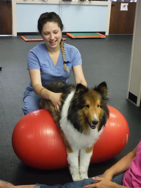 Pawsitive Veterinary Physiotherapy