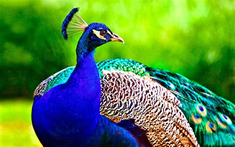 Peacock & Binnington