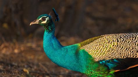 Peacock Nest