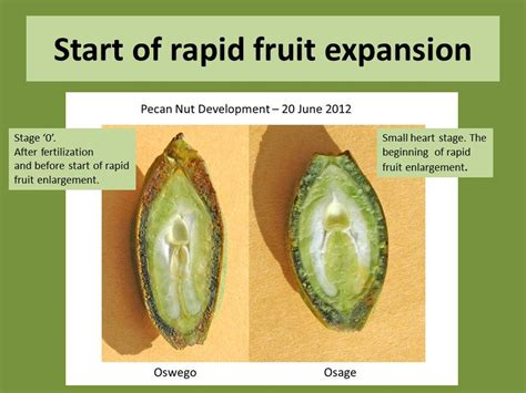 Pecan Ripening Chart