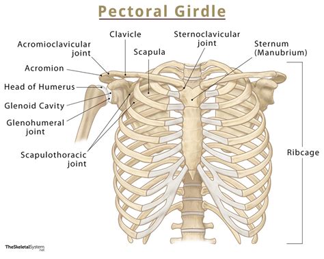 Girdle Upper Limb Bones
