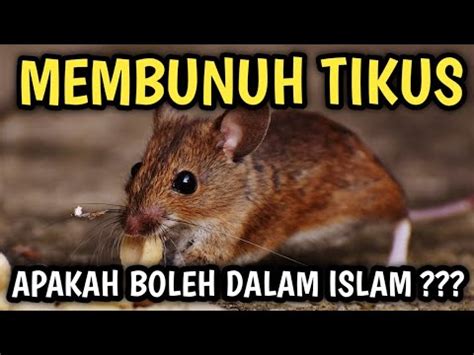Pelet Pengusir Tikus dalam Islam