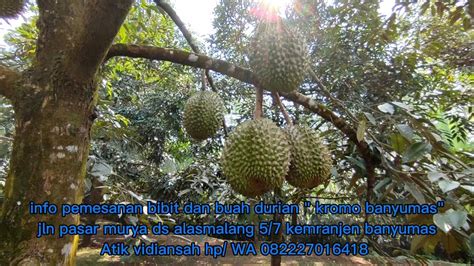 Pembibitan Durian