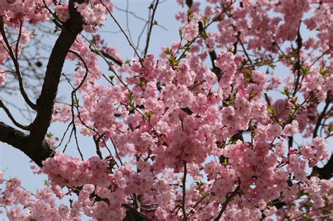 Penanaman Bunga Sakura di Indonesia