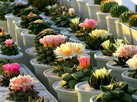 Pencahayaan untuk Bunga Kaktus Hias
