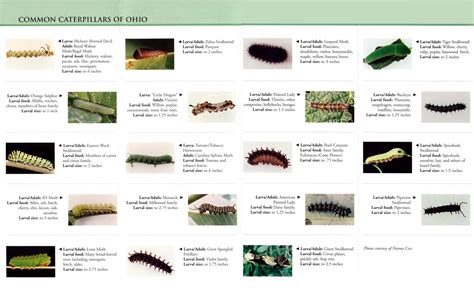 Pennsylvania Caterpillar Identification Chart