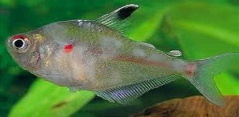Penyakit Parasit pada Ikan