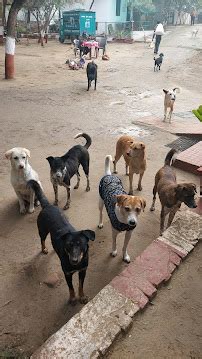 People for Animals Agra shelter