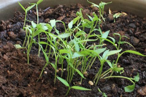 Pepper Plant Seedling