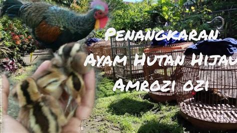 Perawatan anak ayam kandang indonesia
