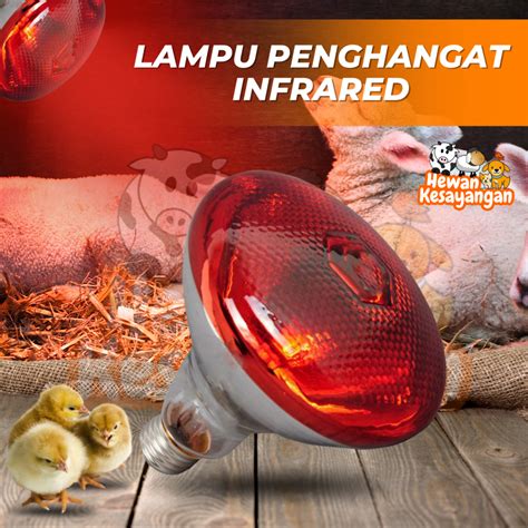 Perawatan anak ayam lampu pemanas indonesia