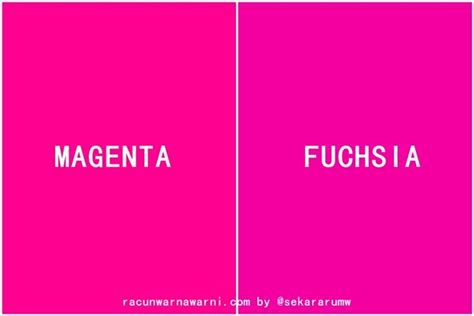 Perbedaan Fuschia dan Magenta