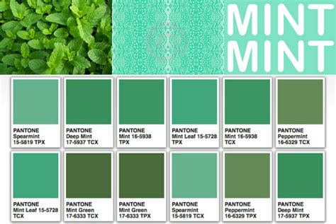 Perbedaan Kegunaan Warna Sage dan Mint dalam Dekorasi
