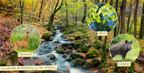 Permaforêt à Autun