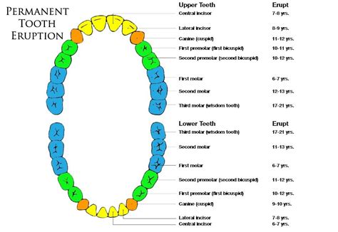 Permanent Teeth Chart