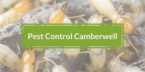 Pest UK Pest Control Camberwell