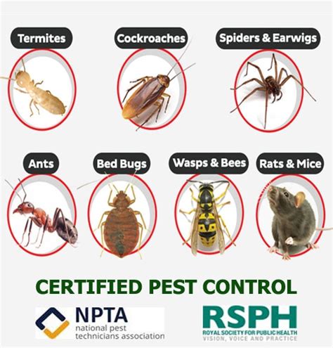 Pest UK Pest Control Lewisham