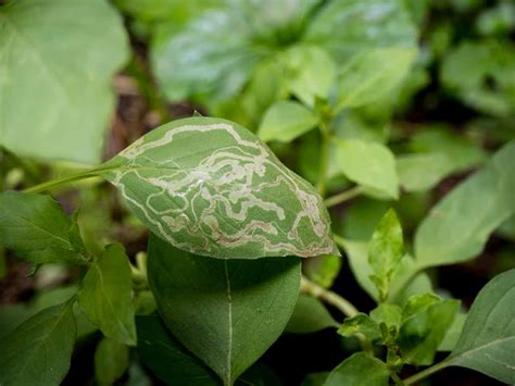 Pests and Diseases of Basil Plant
