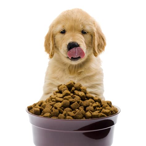 Pet food and Dog &Cat Accessories