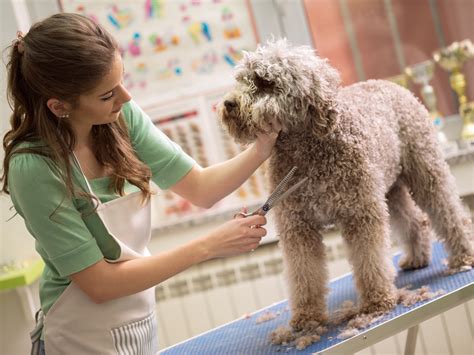 Pet pals dog grooming, treatment and care