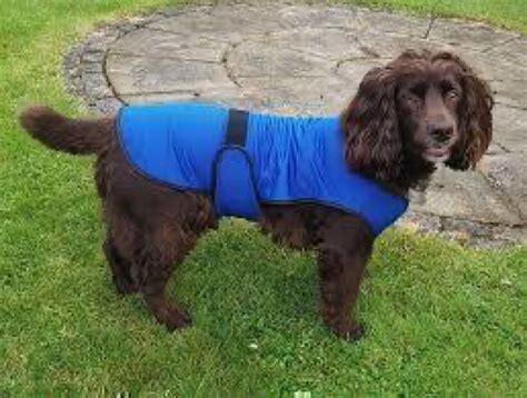 PetDistrib à Balbigny