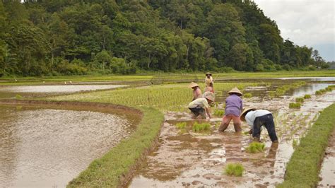 Petani